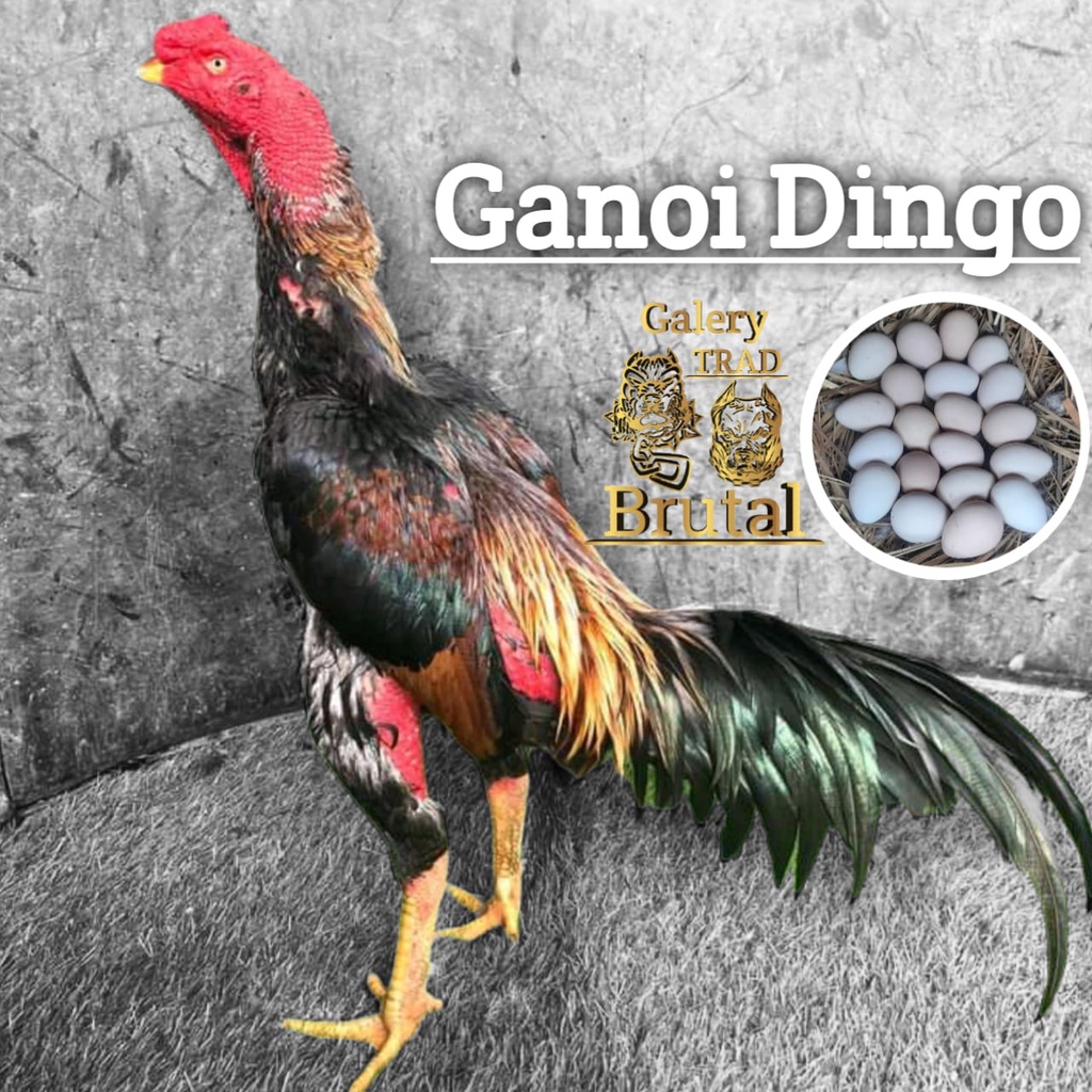 telur ayam ganoi ori dingo vietnam