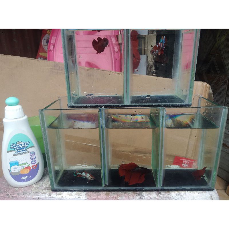 ikan Cupang Slayer