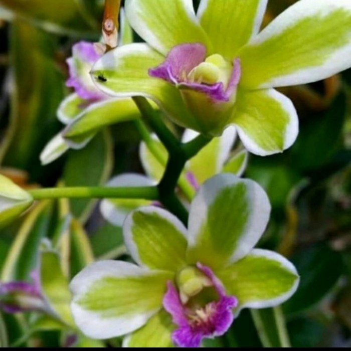 anggrek dendrobium bunga variegata sudah spike