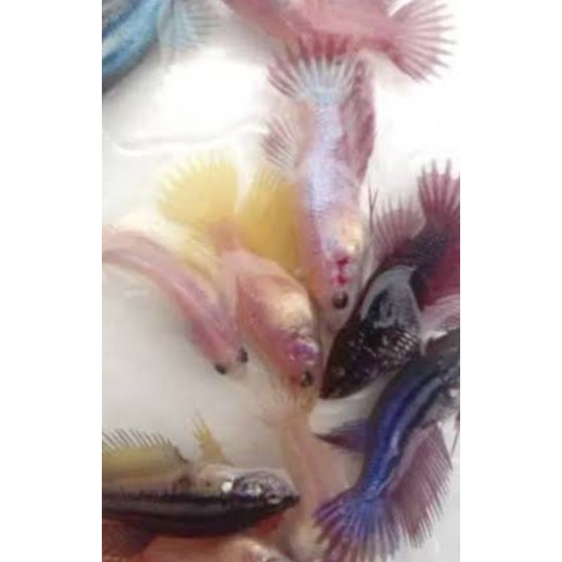 ikan cupang female serit fancy