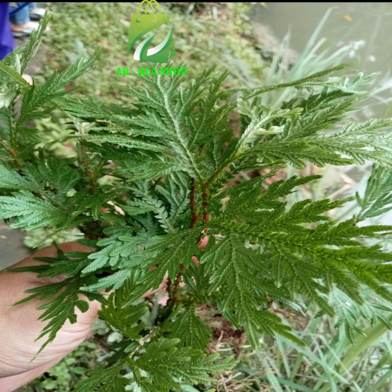 

Daun Ceker Ayam Segar Per 250 gram Arqla Shop