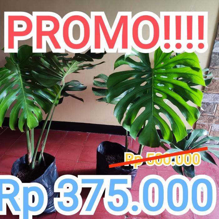 Monstera King Deliciosa Xl Jumbo