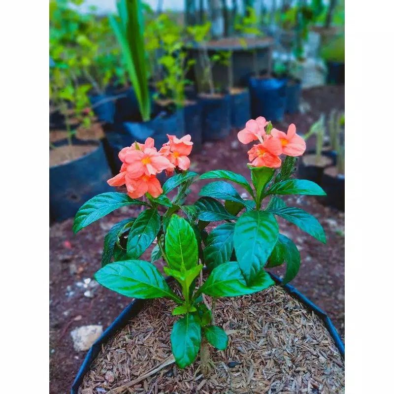 TANAMAN HIAS ROSANDRA SUDAH BERBUNGA - Bunga Hias Hidup - Tanaman Hidup - Bunga Hidup