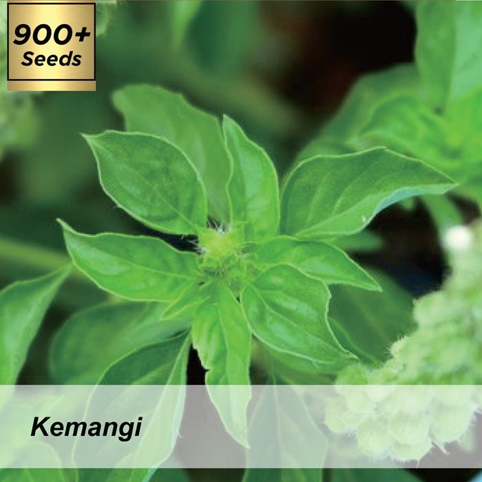Benih Daun Kemangi / Biji Daun Kemangi / Bibit Daun Kemangi / Benih Kemangi / Kemangi Unggul