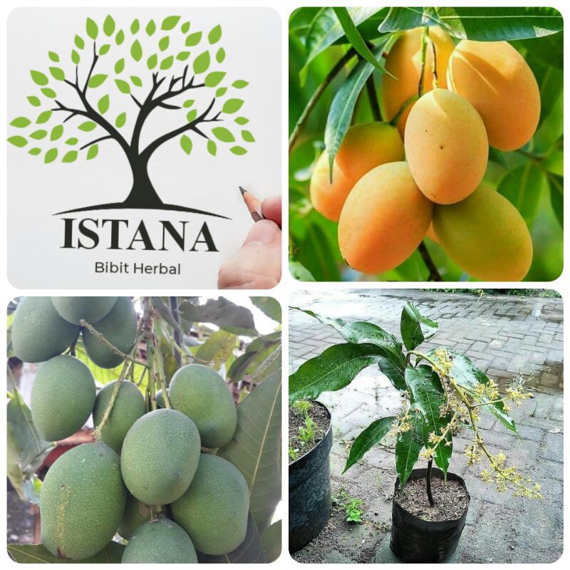 Bibit Tanaman Mangga Madu bibit pohon mangga madu bibit mangga madu