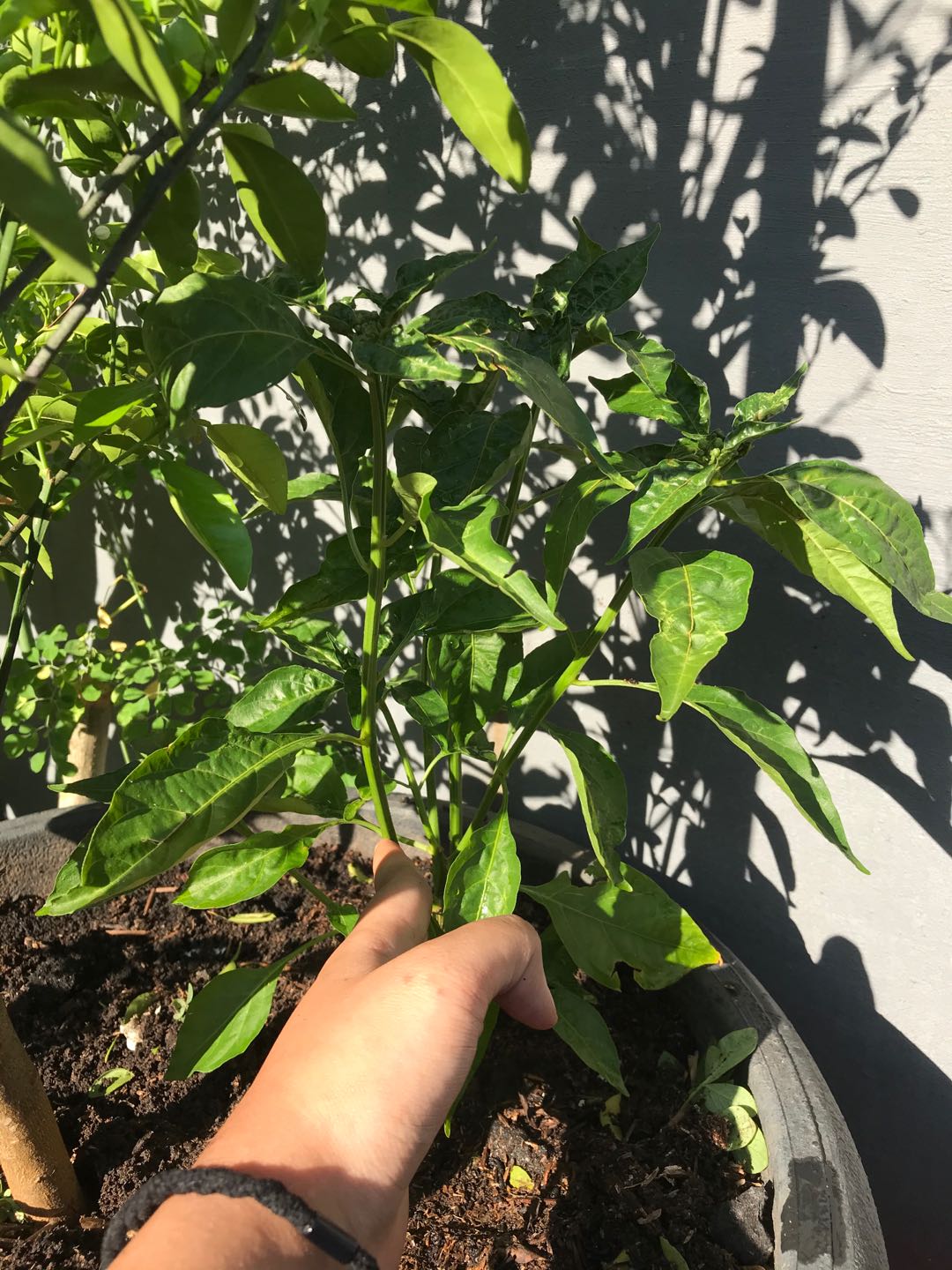 Pohon Cabe Rawit merah Sudah Berbuah Shopee Indonesia Pohon Cabe Rawit merah Sudah Berbuah Shopee Indonesia