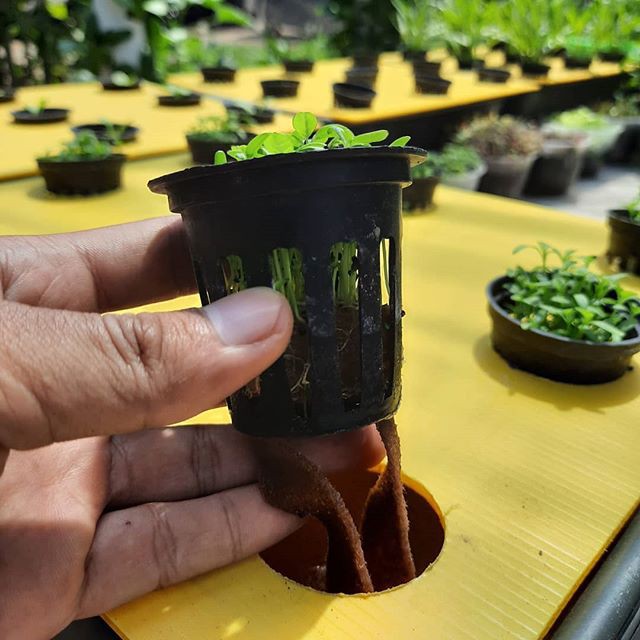 Paket Netpot Rocwool Dan Sumbu Flanel Lengkap Siap Pakai 5pcs PG SBY