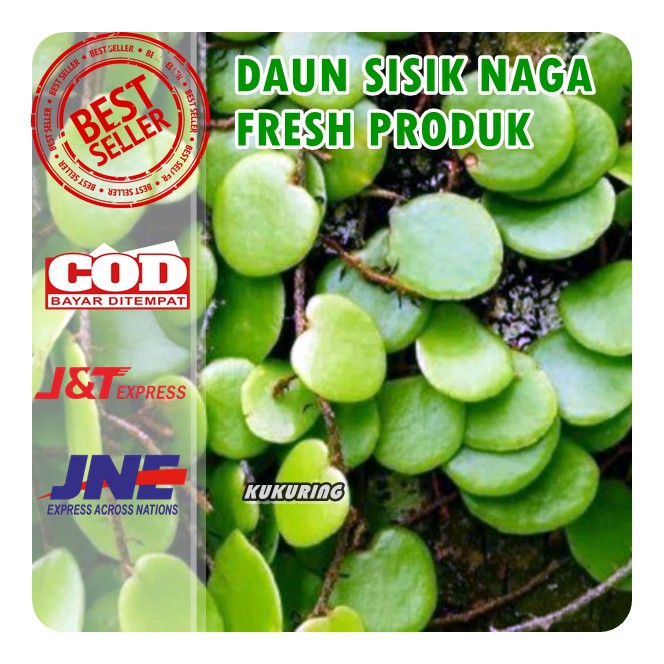 DAUN SISIK NAGA ATAU PICISAN