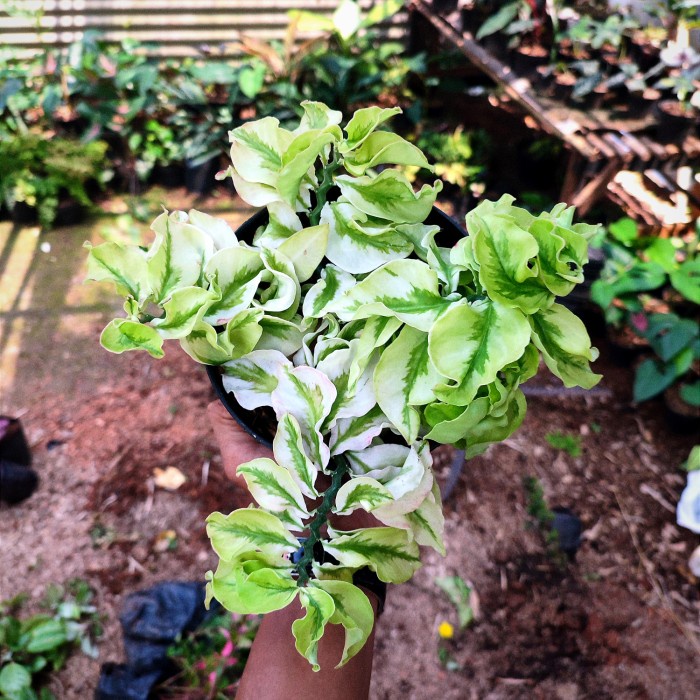 tanaman hias patah tulang keriting - hoya curly patah tulang - gantung