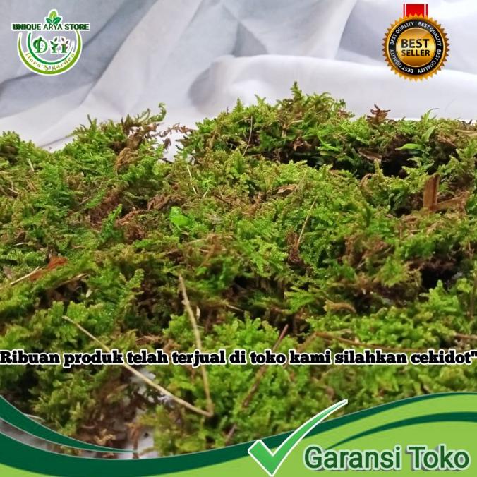 

MURAH lumut hidup segar lebih ekonomis 5 kg