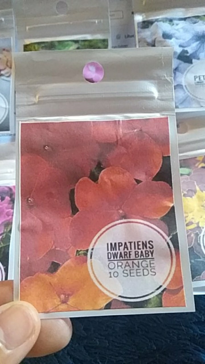 Impatiens Dwarf Baby Orange 10 Biji (benih Biji Bibit Tanaman Bunga)