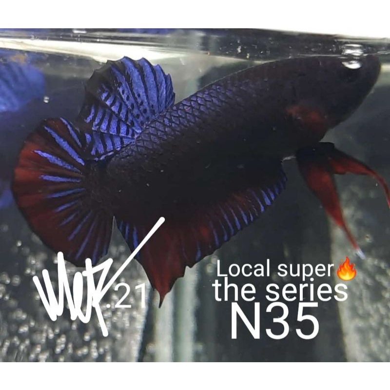 ikan cupang aduan local super high quality