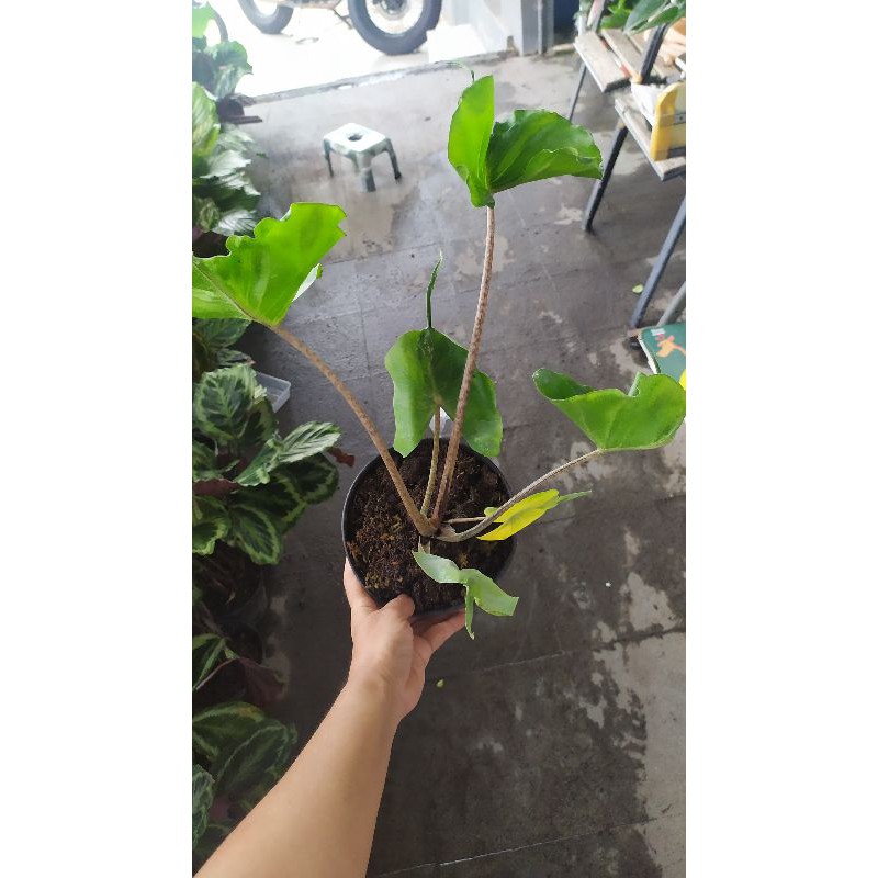 Alokasia stingray /alocasia stingray import