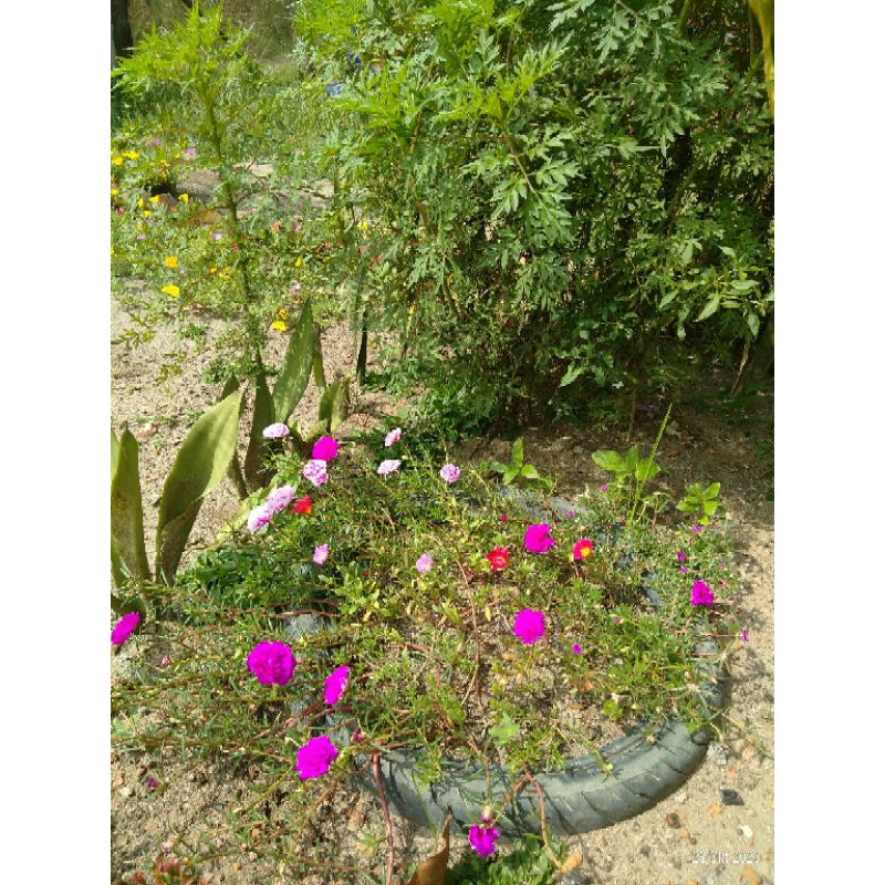 5 jenis Krokot Multi Color, kuning, pink, fanta, pink mawar, orange/merah dan putih