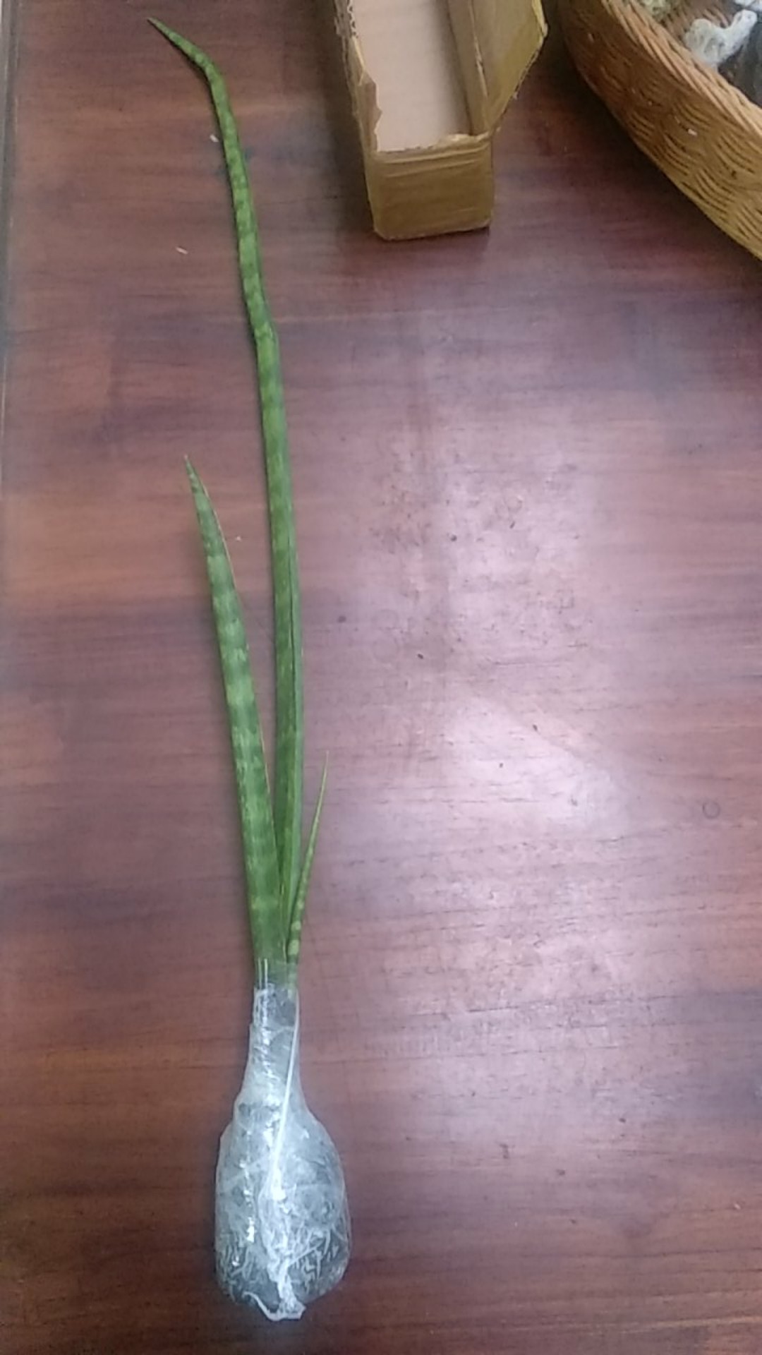 Tanaman Hias Sensivera Silinder - Sensivera Tombak