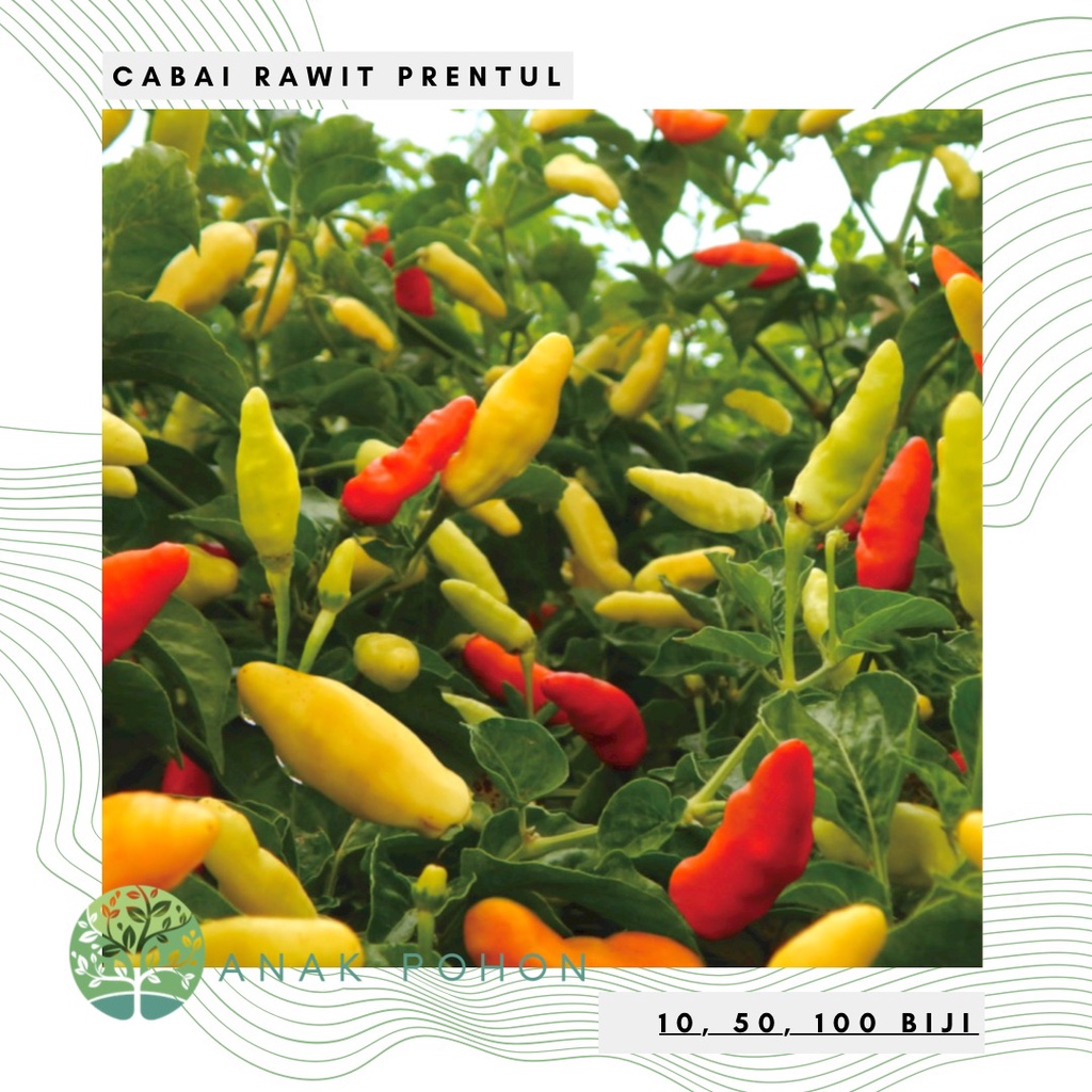 Benih Bibit Biji - Cabai Rawit Prentul Lebat Cabe Rawit Merah Pepper Seeds - Panen Dalam 90 Hari