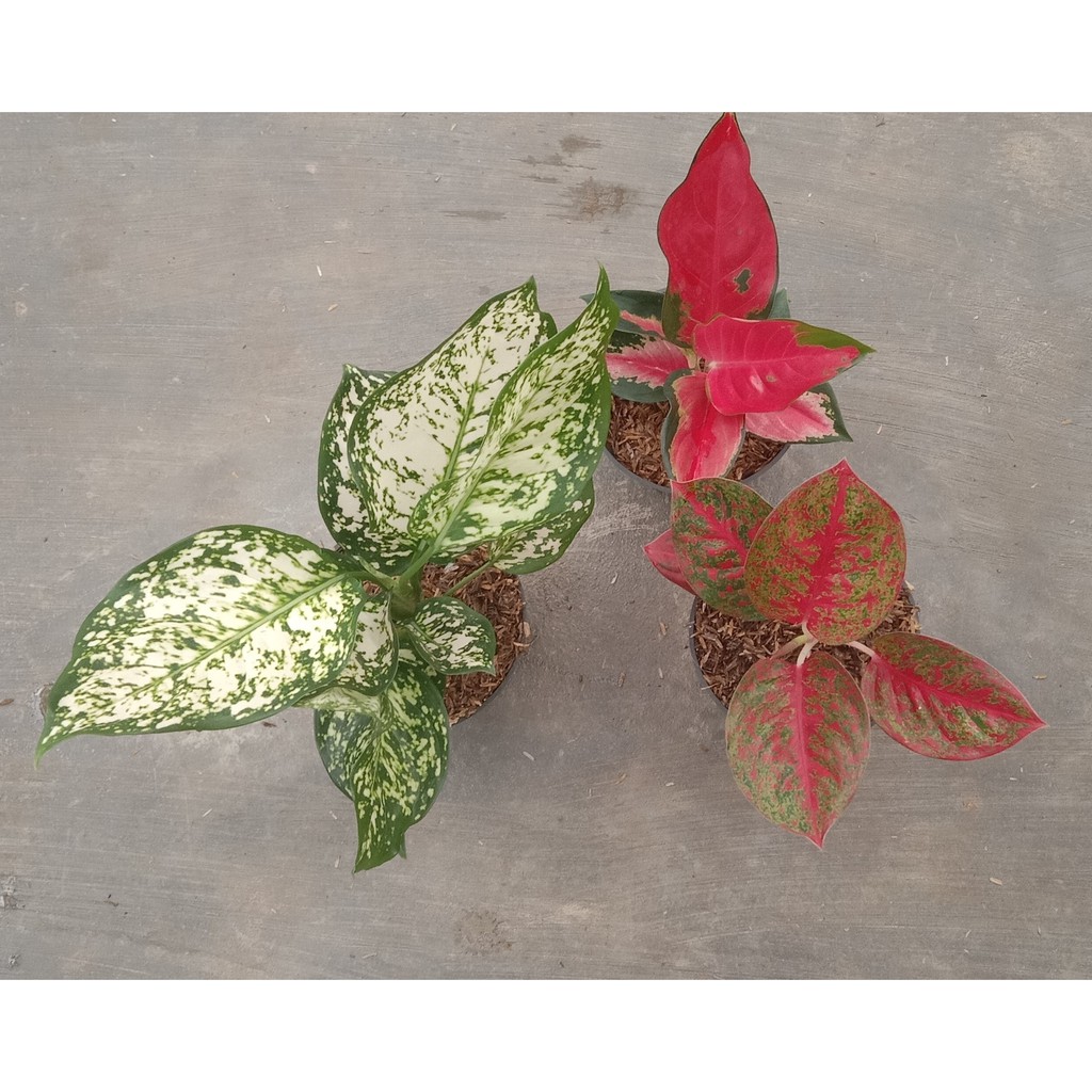 Paket Bunga Aglonema Dud White, Suksom, dan Red Stardus