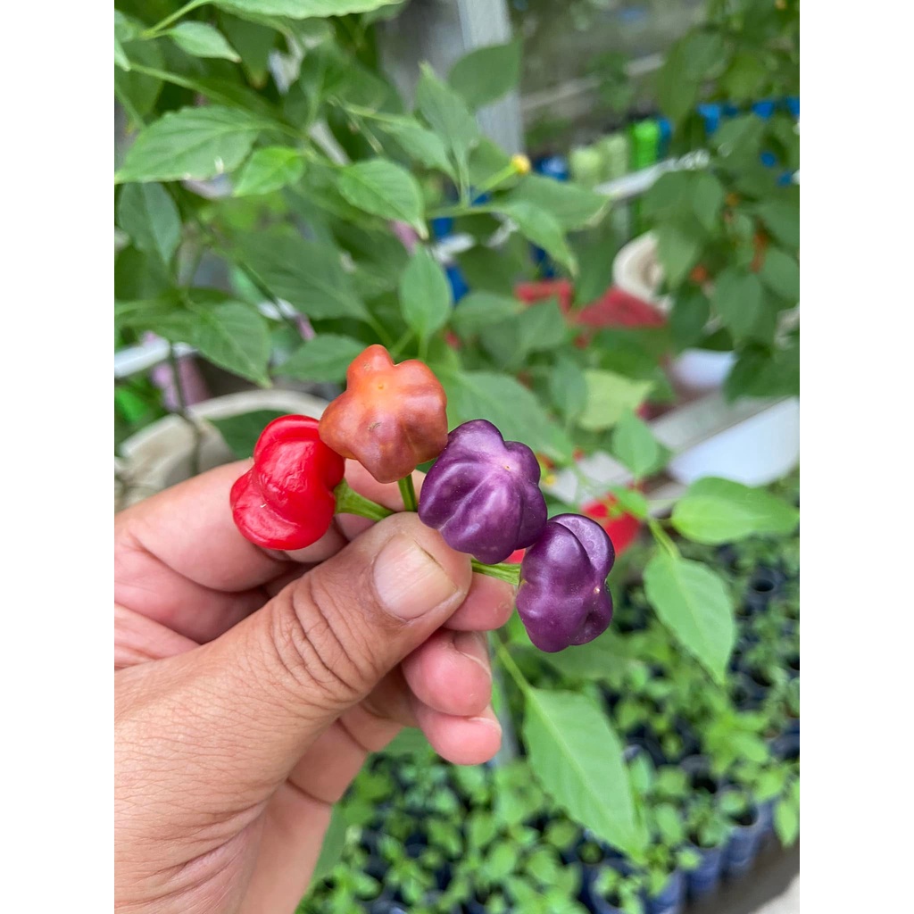 Benih Bibit Biji - Cabai Purple Pumpkin Cabe Labu Pelangi Rainbow Pepper Seeds