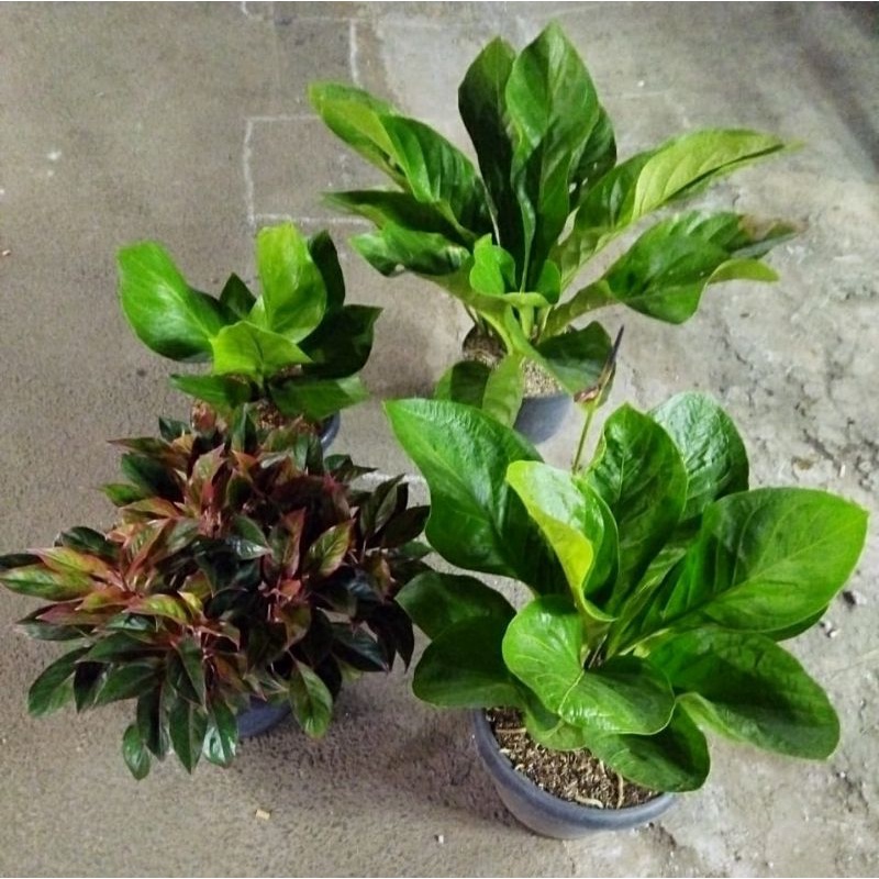 Paket Aglonema Lipstik Rumpun 12, Jermain Cool, Cobra Jumbo, Sawi Jumboo