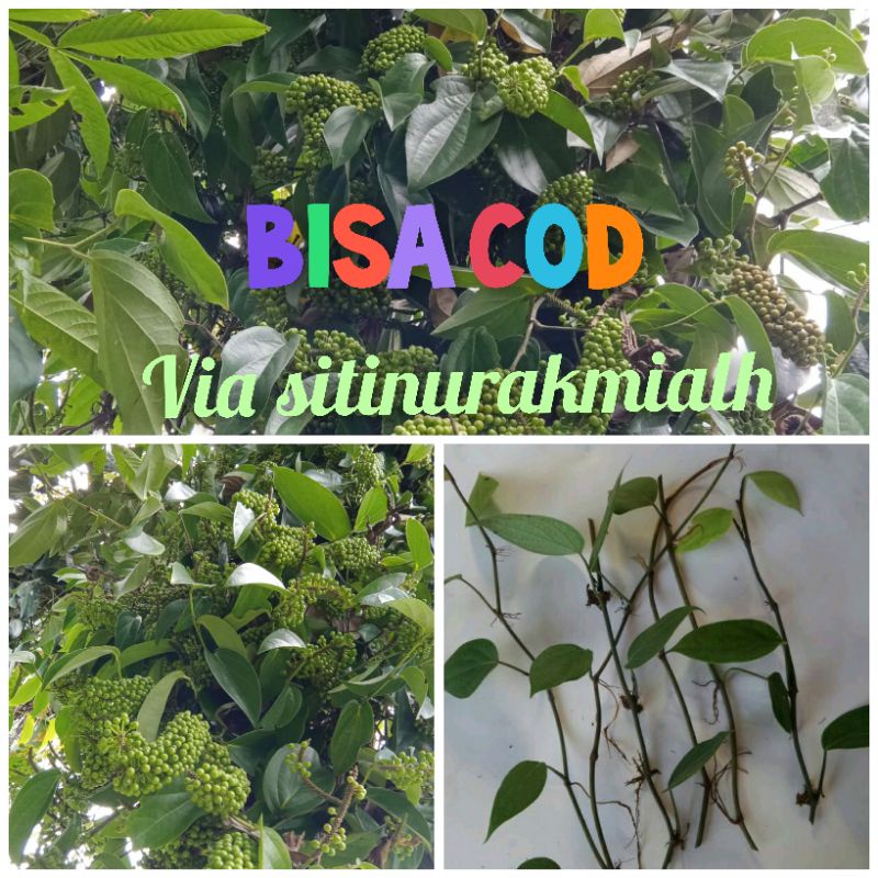 bibit kemukus super unggul setek batang