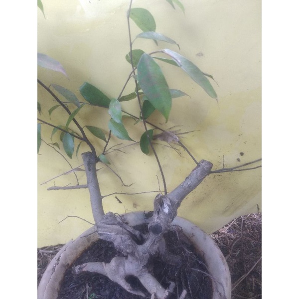 Bahan bonsai beringin benjamina