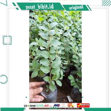 bibit bidara arab,,beli 10 pohon gratis 2 pohon .