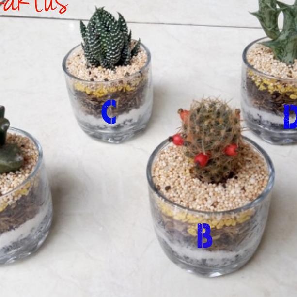 ✬ Mini terarium kaktus ➬