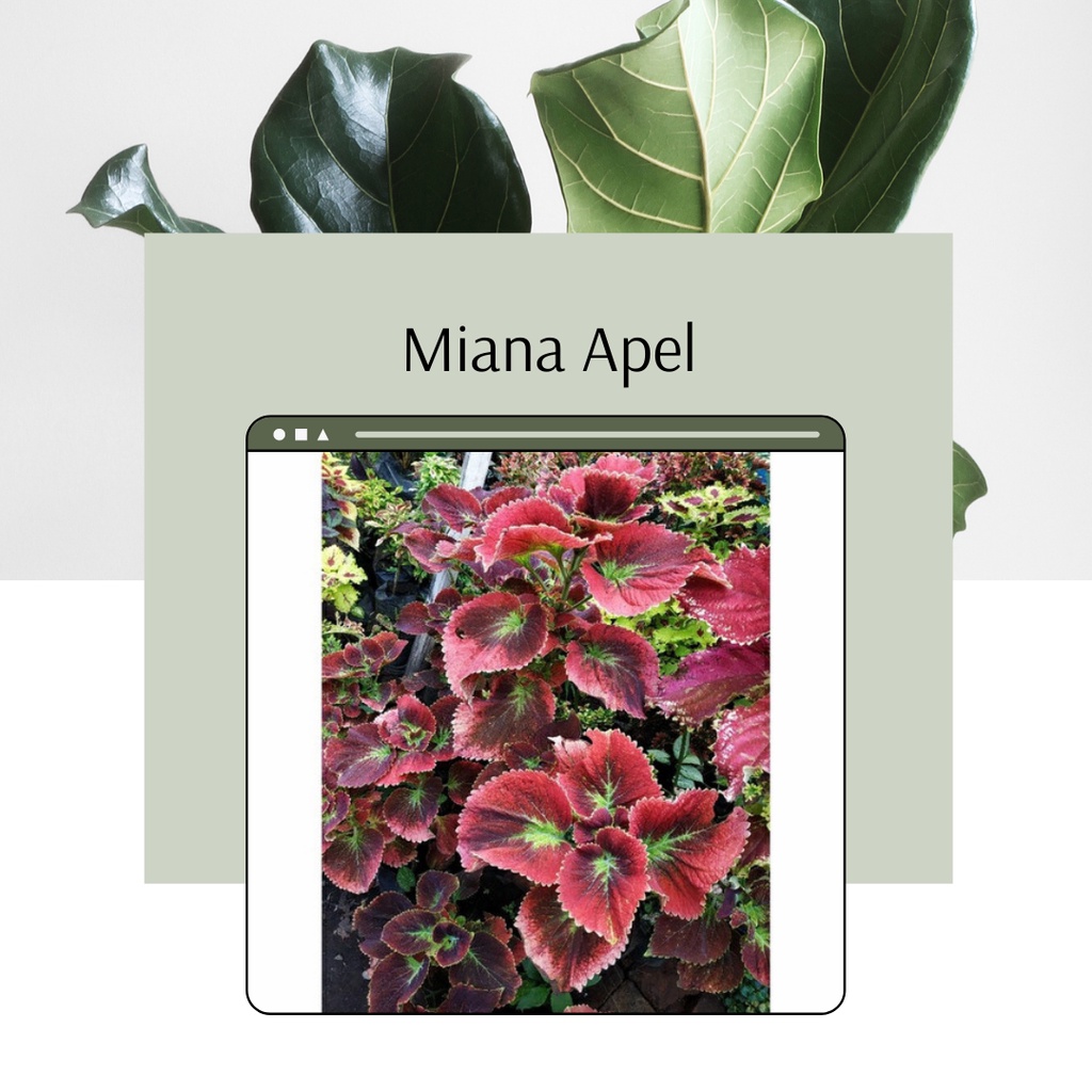 Tanaman Miana Apel Miana Premium Murah Miana Apel Tanaman Miana Apel