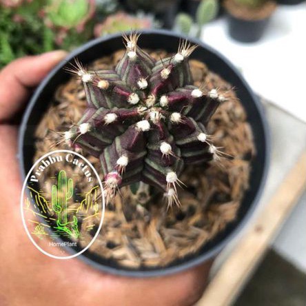 Tanaman kaktus - sukulen GYMNOCALYCIUM / SIKLAM