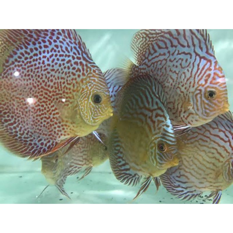ikan discus leopard