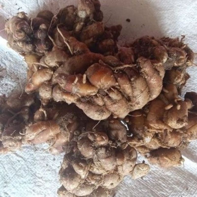 

KENCUR SEGAR 500gram