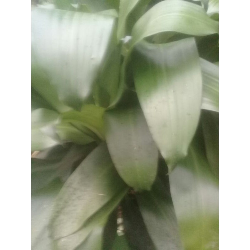 

kayu andong