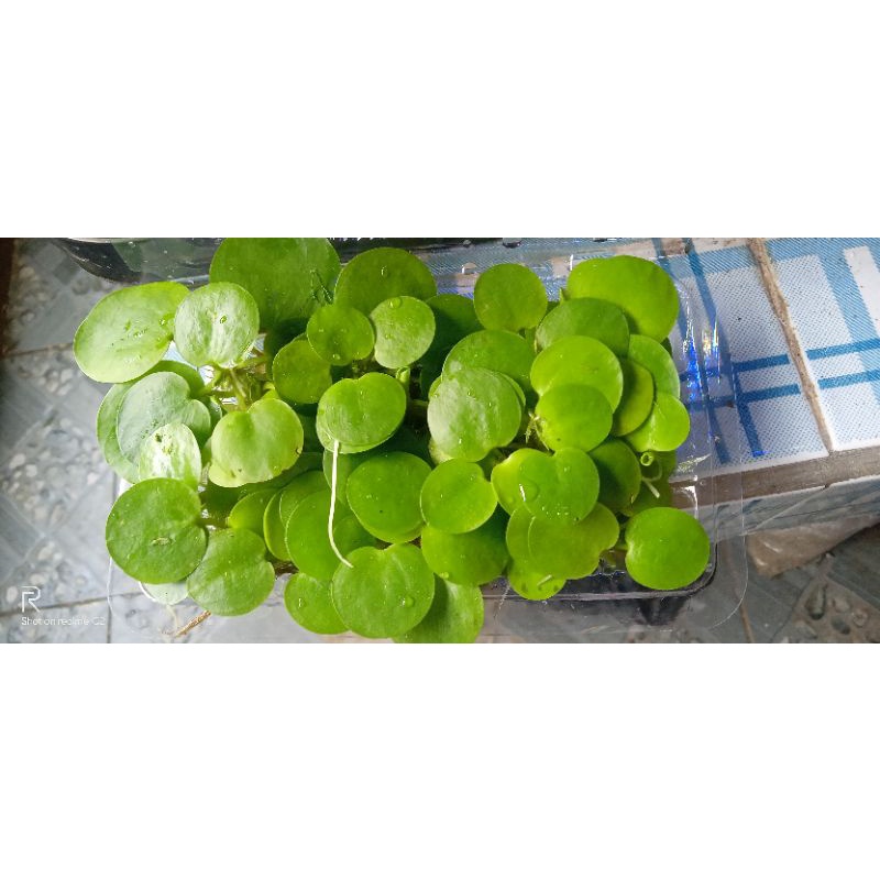 frokbit tanaman apung aquarium aquascape