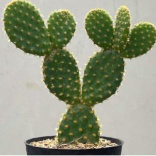 Kaktus Mickey Besar Opuntia Microdays Big Size