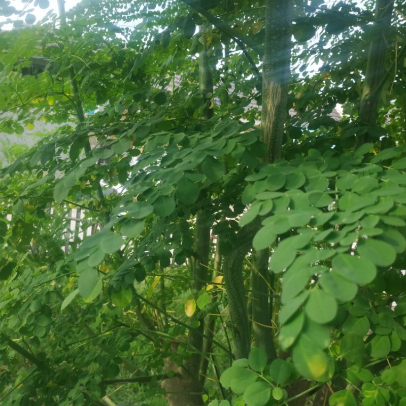 

Daun kelor segar baru dipetik Lagsung dari pohon