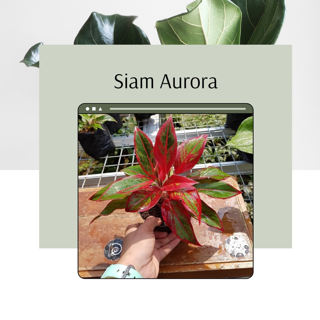 Tanaman Hias Aglonema Siam Aurora Bibit Aglonema Bunga Hias Aglonema Siam Aurora