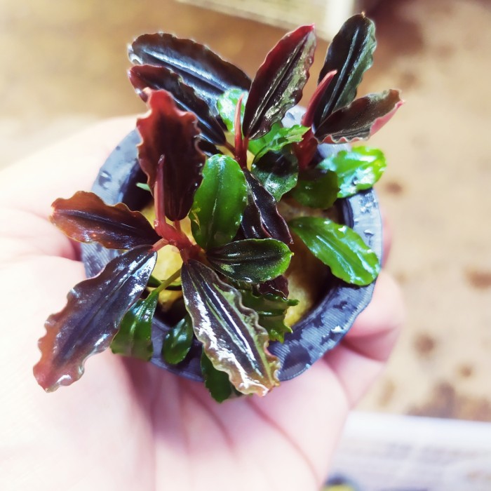 bucephalandra brownie brown