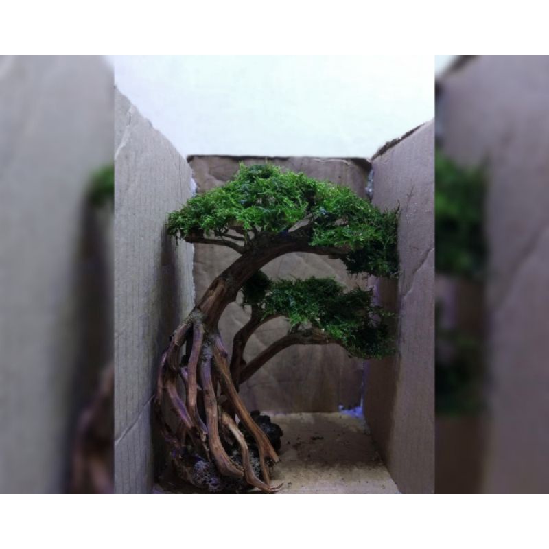 bonsai mini aquascape uk.p15.cm sudah siap pakai