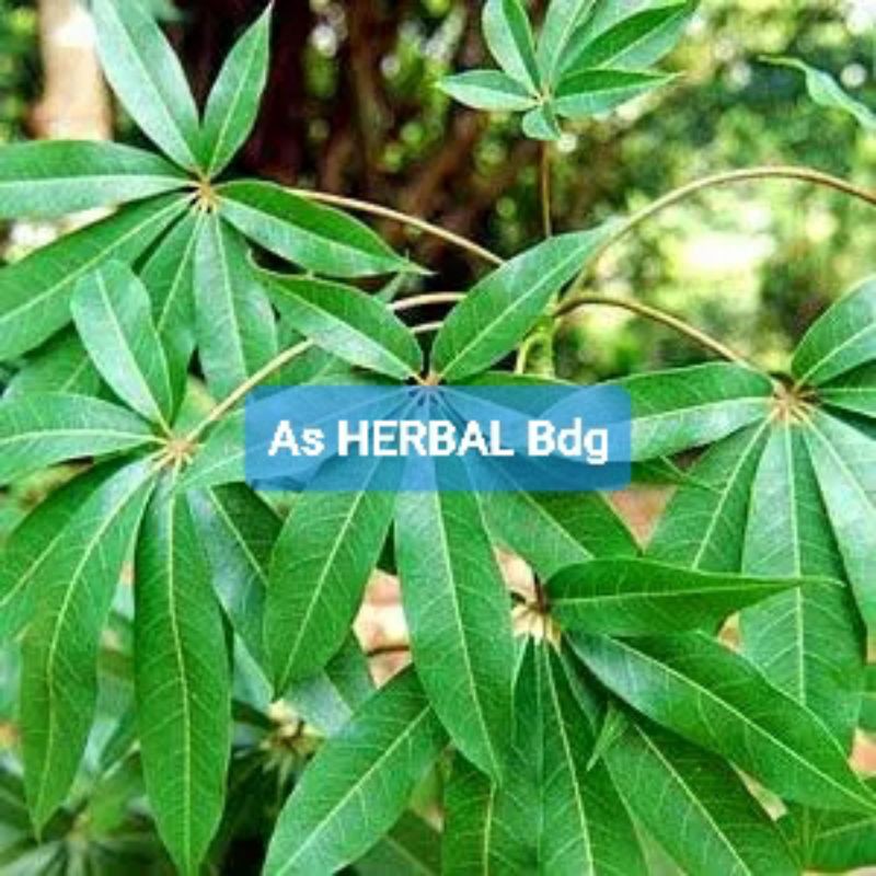 

Daun Randu atau Daun Pohon Kapuk segar 500 gram-az