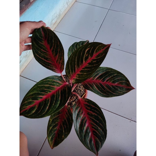 Aglonema red borju size dewasa tanian lokal