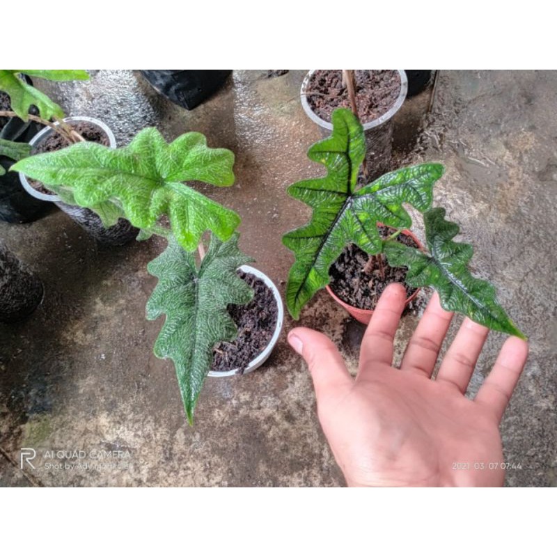 

Anakan TanduRusa 2daun