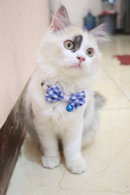 Dasi kupu-kupu untuk kucing dan anjing / bowtie kucing lucu murah size kitten adult / baju kucing