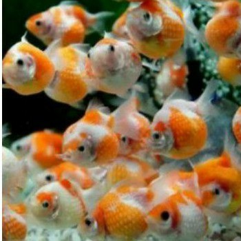 mas koki mutiara / ikan hias / aquasqape