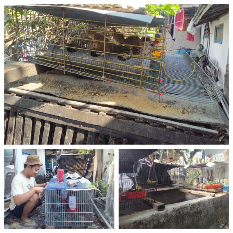 Pullet burung puyuh / Indukan betina burung puyuh / Burung puyuh siap telur