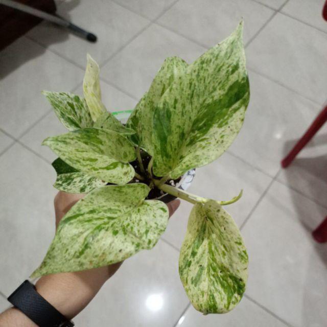 Pohon Sirih gading putih, sirih gading variegata | Shopee ...