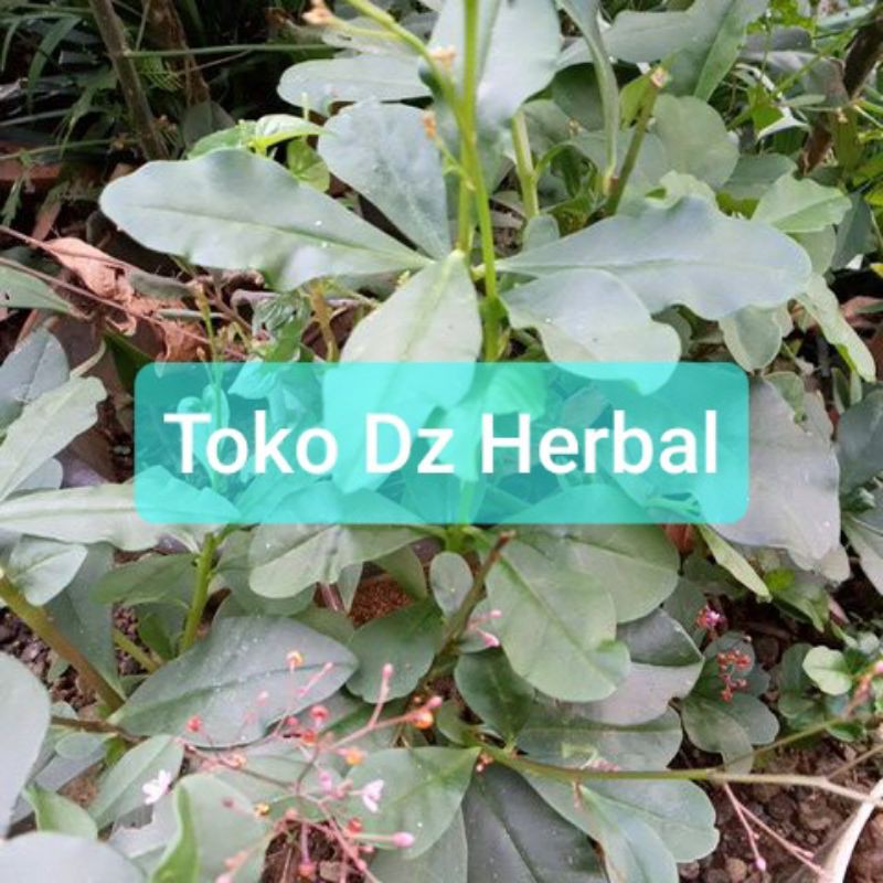 

Daun ginseng jawa segar hemat 250 gram-az