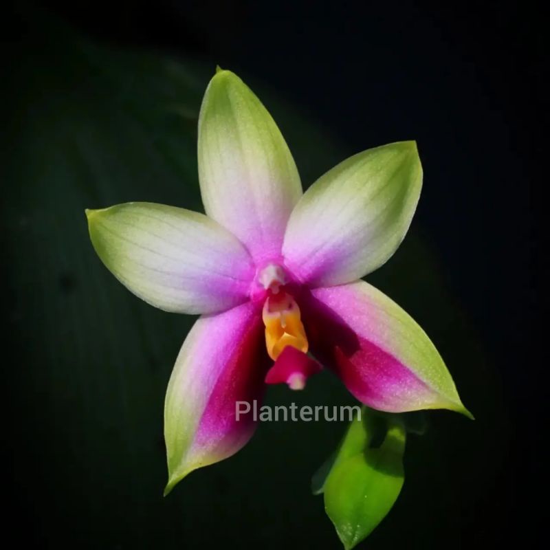 Phalaenopsis bellina - anggrek bulan spesies kalimantan wangi