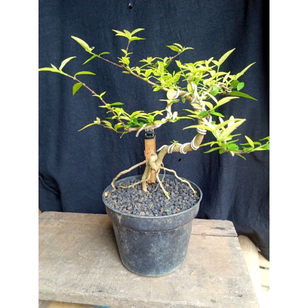 bahan mamean anting putri berkarakter