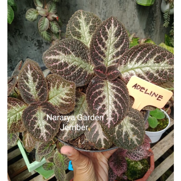 Episcia import Adeline