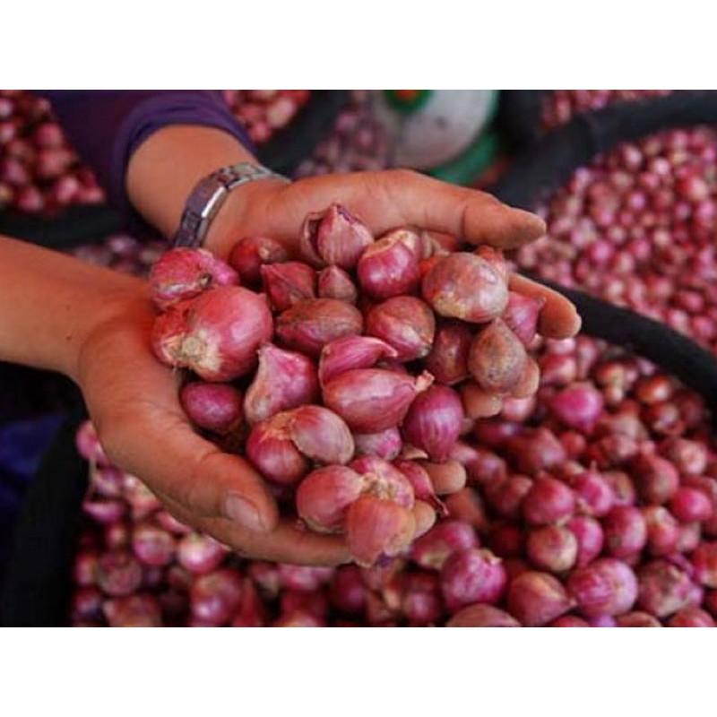 

Bawang Merah Ukuran Besar Lokal Hasil Sortir 1kg - Almahira